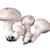 Micelio Semilla Champiñón Blanco 1.5 Kg - Imagen 4