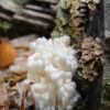 nature, wood, mushroom-3166758.jpg