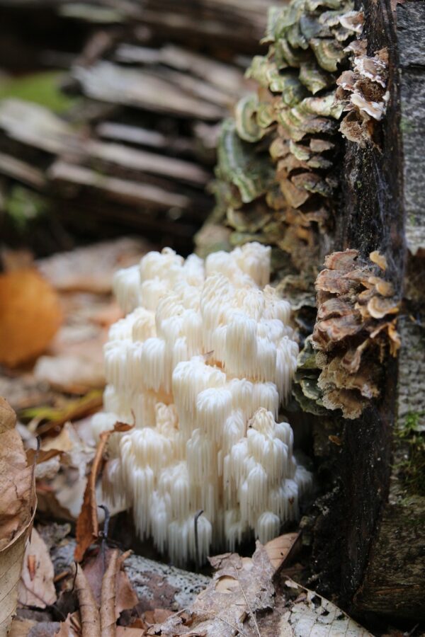nature, wood, mushroom-3166758.jpg